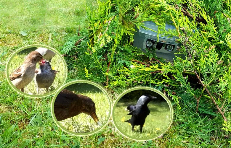 Скрытая камера на Raspberry Pi